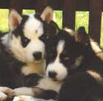 animal licenses